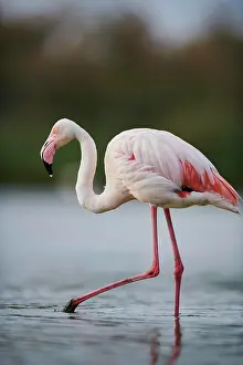 Provence: Greater Flamingo (Phoenicopterus roseus) walking