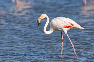 Reeds: Greater Flamingo (Phoenicopterus roseus) walking in the water