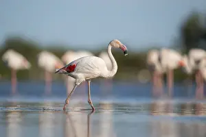Reeds: Greater Flamingo (Phoenicopterus roseus) walking in the water