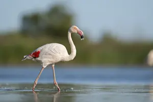 Reeds: Greater Flamingo (Phoenicopterus roseus) walking in the water