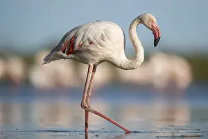 Reeds: Greater Flamingo (Phoenicopterus roseus) walking in the water