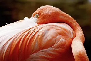 Flamingoes: Greater Flamingo (Phoenicopterus ruber)