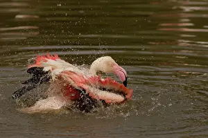 Trust: Greater Flamingo (Phoenicopterus ruber)