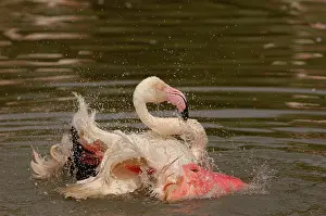 Trust: Greater Flamingo (Phoenicopterus ruber)