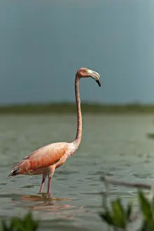 Pete: Greater Flamingo (Phoenicopterus ruber)