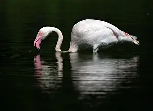 Roseus: Greater flamingo (Phoenicopterus ruber roseus)