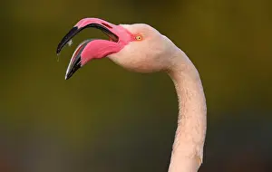 Roseus: Greater flamingo (Phoenicopterus ruber roseus)
