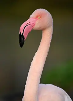 Roseus: Greater flamingo (Phoenicopterus ruber roseus)