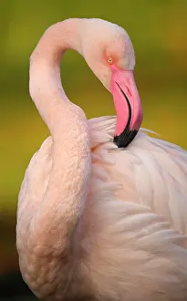 Nurse: Greater flamingo (Phoenicopterus ruber roseus)
