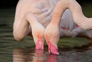 Roseus: Greater flamingo (Phoenicopterus ruber roseus)