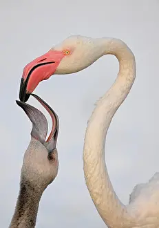 Poverty: Greater flamingo (Phoenicopterus ruber roseus)