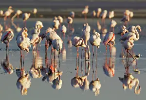 Stilt: Greater Flamingo - preening