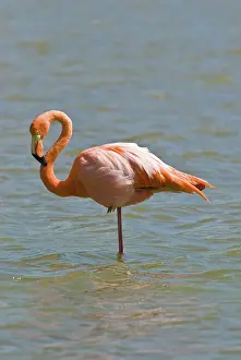 Floreana: Greater flamingo preening in lagoon