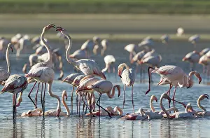 Quarrel: Greater Flamingo - quarrel between two birds while