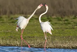 Quarrel: Greater Flamingo - quarrel between two birds