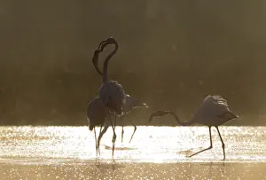 Quarrel: Greater Flamingo - quarrel between two birds