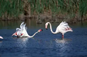 Flamingoes: GREATER FLAMINGO - quarrelling