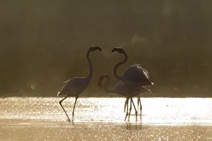 Quarrelling: Greater Flamingo - quarrelling at a cold and