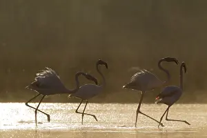 Quarrelling: Greater Flamingo - quarrelling at a cold and