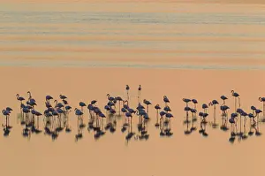 Piedra: Greater Flamingo - resting at dusk at the Laguna