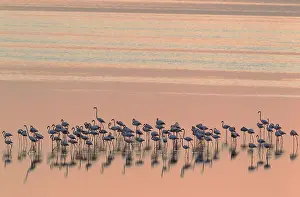 Piedra: Greater Flamingo - resting at dusk at the Laguna