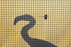 Flamingoes: Greater Flamingo - silhouette of an immature in