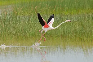 Greater Flamingo - single adult taking flight from lagoon