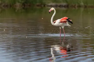 David Chapman: Greater Flamingo - Spain