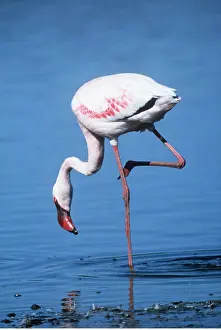 Balancing: GREATER FLAMINGO - standing on one leg