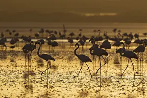 Piedra: Greater Flamingo - at sunset at the Laguna de Fuente