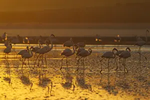 Piedra: Greater Flamingo - at sunset at the Laguna de Fuente