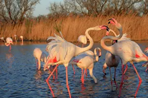 Ornithological: Greater Flamingo - two. Pont-de-Gau ornithological park
