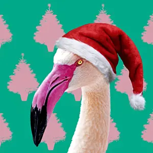 10941: Greater Flamingo wearing Christmas hat