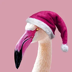 10941: Greater Flamingo wearing pink Christmas hat