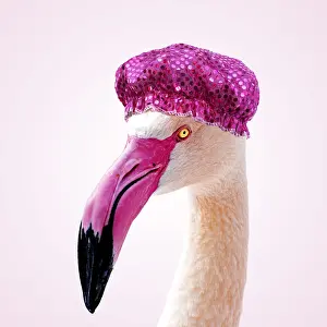 10941: Greater Flamingo wearing pink shower cap