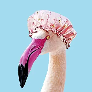 10941: Greater Flamingo wearing pink shower cap
