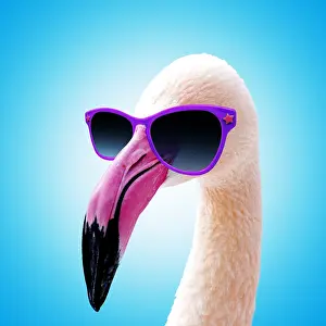 Bills: Greater Flamingo wearing sun-glasses