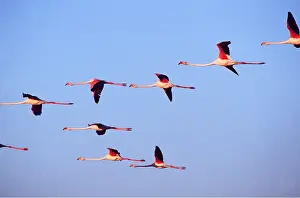 Flamingoes: GREATER FLAMINGO - x eight, flock in flight