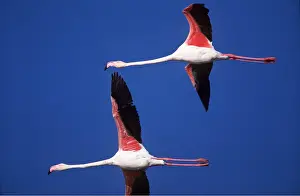 Flamingoes: Greater FLAMINGO - x two in flight