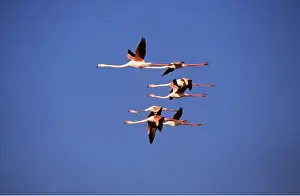 Flamingoes: GREATER FLAMINGO - x six, flock in flight