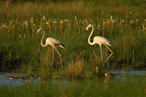 Flamingoes: Greater Flamingoes (Phoenicopterus roseus)