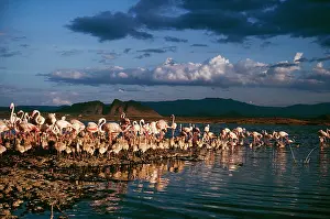 Creche: Greater FLAMINGOS