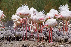 George Hilton Brown: GREATER FLAMINGOS