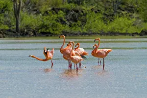 Floreana: Greater flamingos