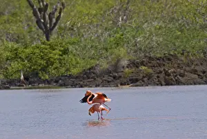 Floreana: Greater flamingos