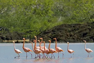 Floreana: Greater flamingos
