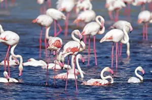 Flamingoes: Greater Flamingos