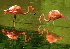 Filter: Greater Flamingos