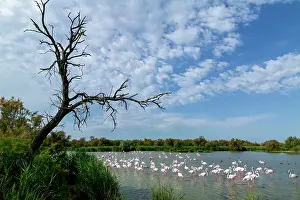 Flamingoes: Greater Flamingos - Bird Park Of Pont De Gau Camargue France