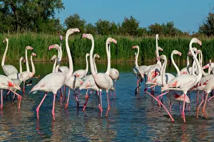 Flamingoes: Greater Flamingos - Bird Park Of Pont De Gau Camargue France